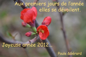 Les premières fleurs de 2012